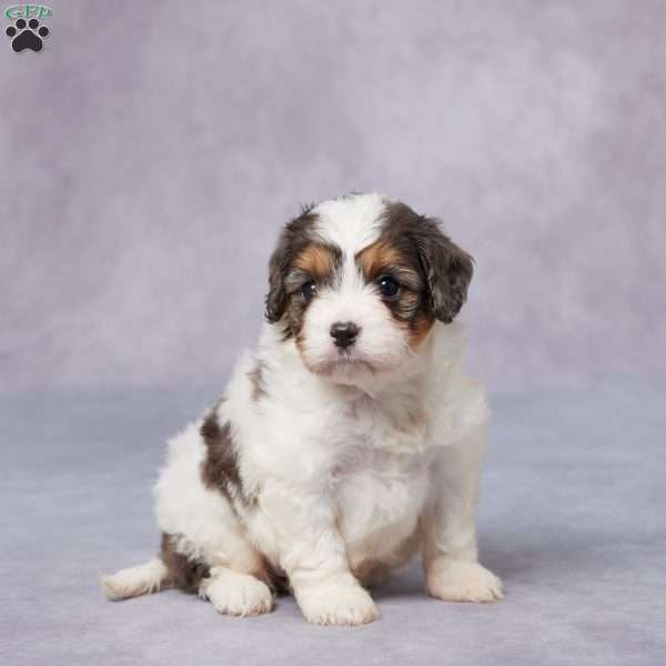 Kali, Cavapoo Puppy